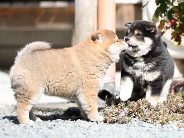 AI5I4943-puppy AI5I4943-puppy