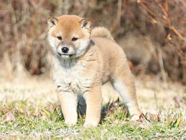 AI5I5056-puppy AI5I5056-puppy