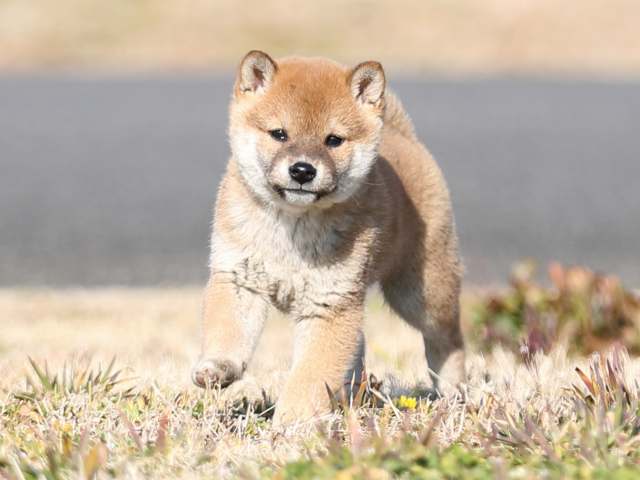 AI5I5126-puppy AI5I5126-puppy