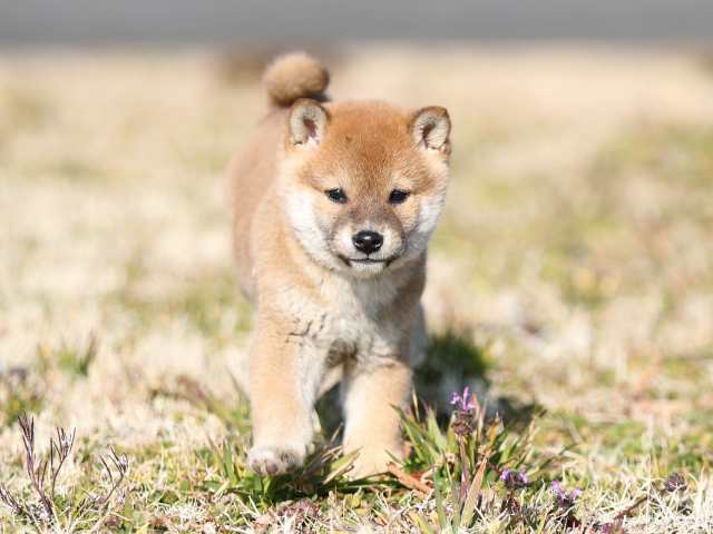 AI5I5150-puppy AI5I5150-puppy