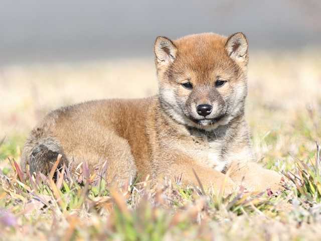 AI5I5186-puppy AI5I5186-puppy