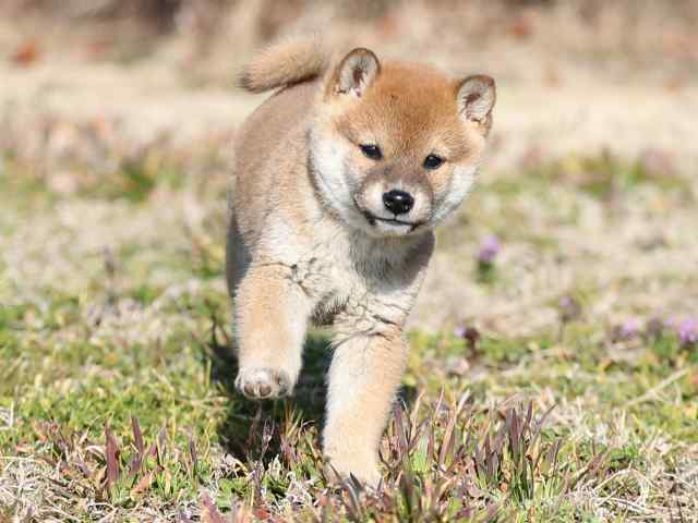 AI5I5215-puppy AI5I5215-puppy
