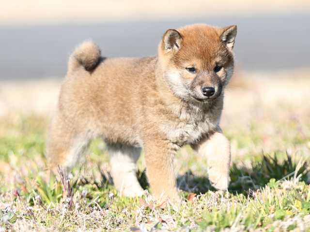 AI5I5230-puppy AI5I5230-puppy