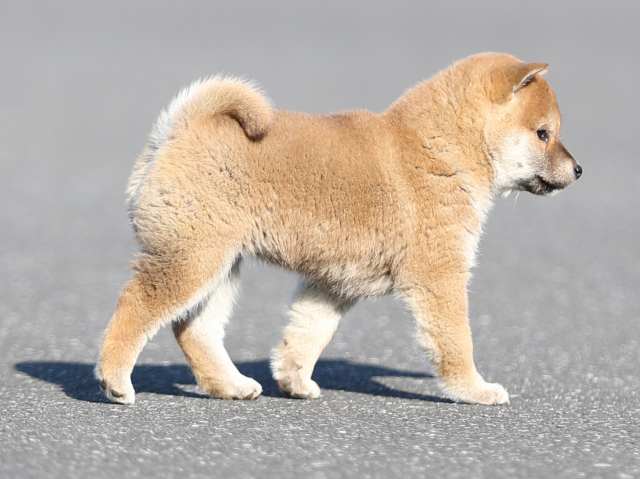 AI5I5292-puppy AI5I5292-puppy