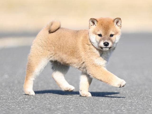 AI5I5329-puppy AI5I5329-puppy
