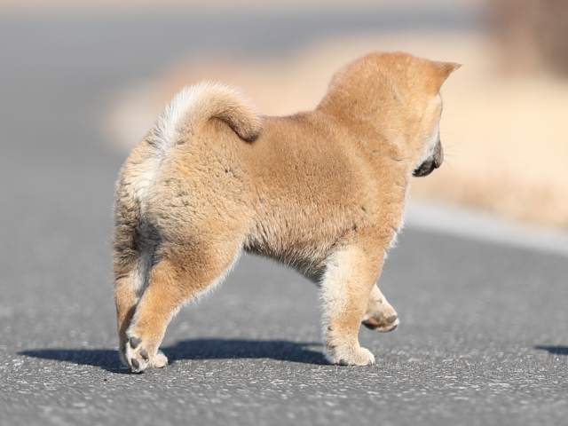 AI5I5363-puppy AI5I5363-puppy