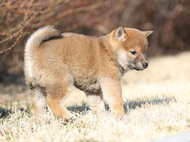 AI5I5423-puppy AI5I5423-puppy
