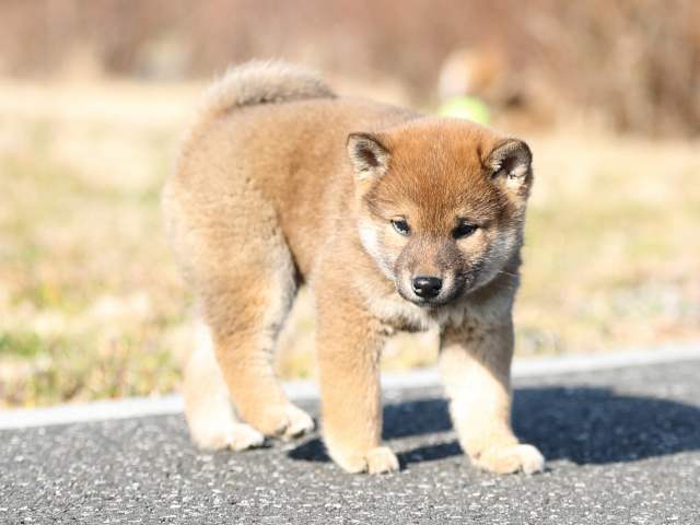 AI5I5478-puppy AI5I5478-puppy