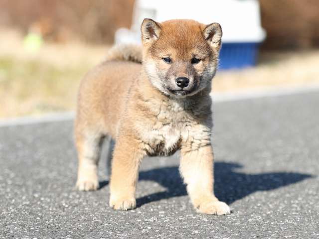 AI5I5481-puppy AI5I5481-puppy