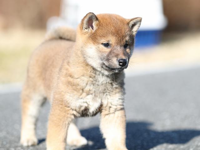 AI5I5495-puppy AI5I5495-puppy