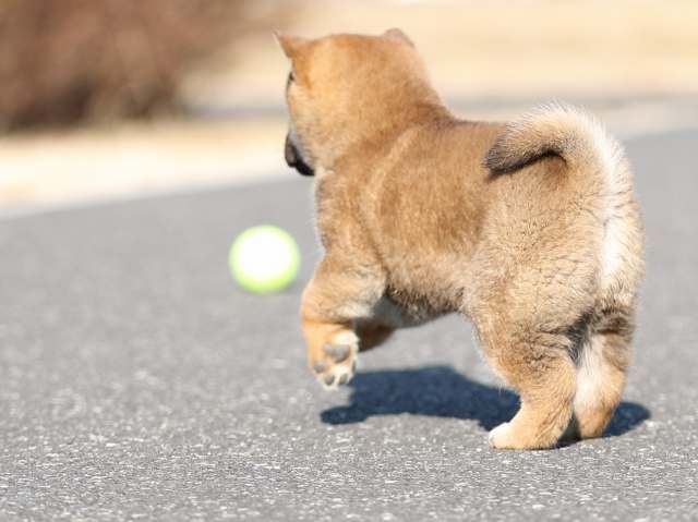 AI5I5528-puppy AI5I5528-puppy