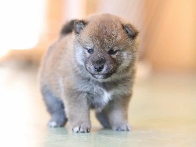AI5I5743-puppy AI5I5743-puppy