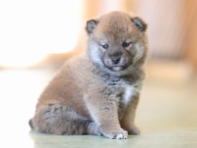AI5I5755-puppy AI5I5755-puppy
