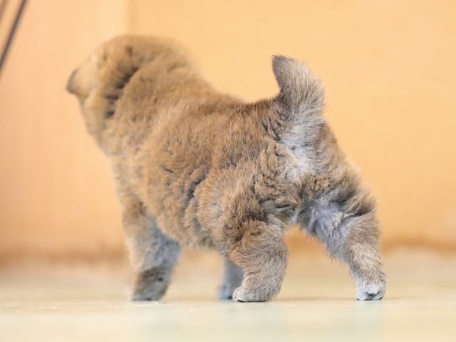AI5I5765-puppy AI5I5765-puppy