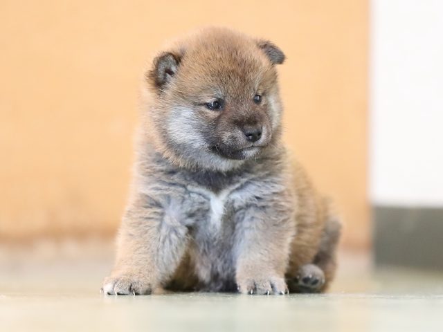 AI5I5768-puppy AI5I5768-puppy