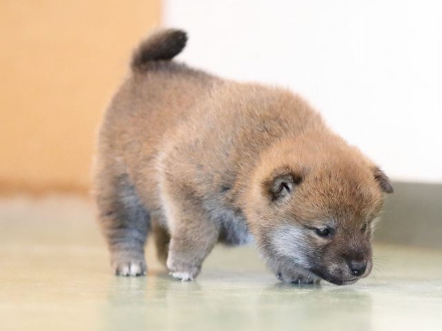 AI5I5770-puppy AI5I5770-puppy