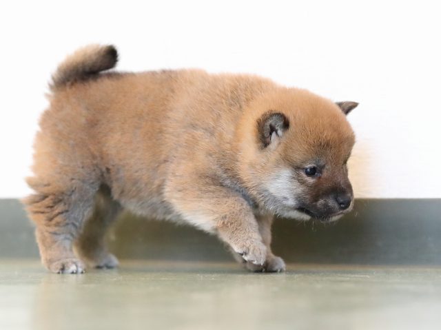 AI5I5852-puppy AI5I5852-puppy