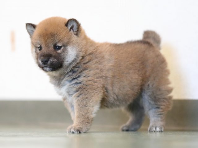 AI5I5870-puppy AI5I5870-puppy