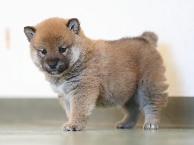 AI5I5873-puppy AI5I5873-puppy