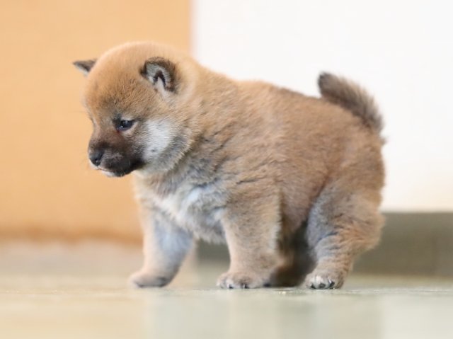 AI5I5882-puppy AI5I5882-puppy