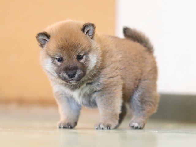 AI5I5888-puppy AI5I5888-puppy