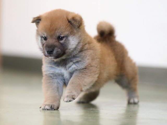 AI5I5931-puppy AI5I5931-puppy