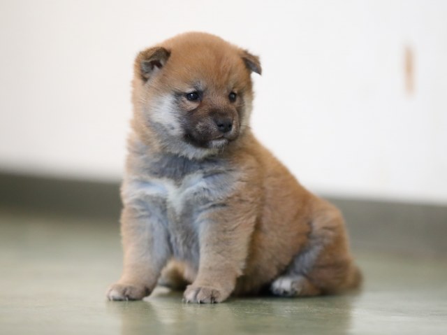 AI5I5950-puppy AI5I5950-puppy