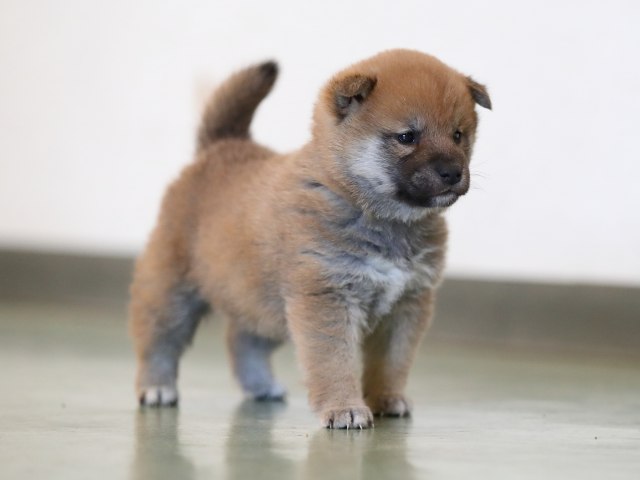 AI5I5968-puppy AI5I5968-puppy