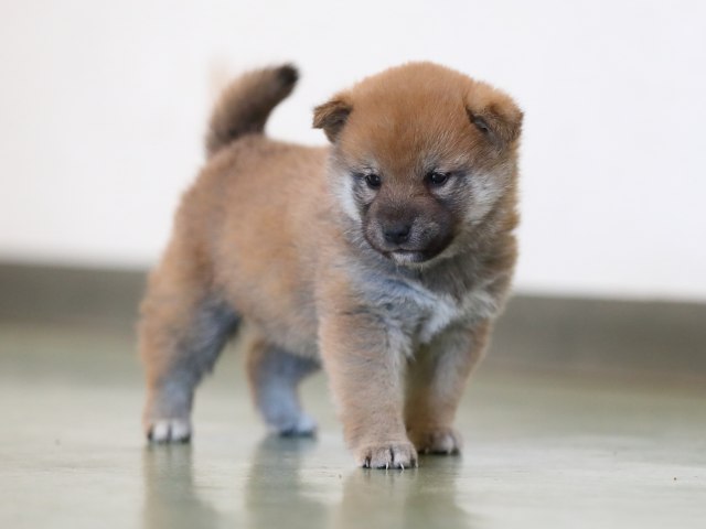 AI5I5972-puppy AI5I5972-puppy