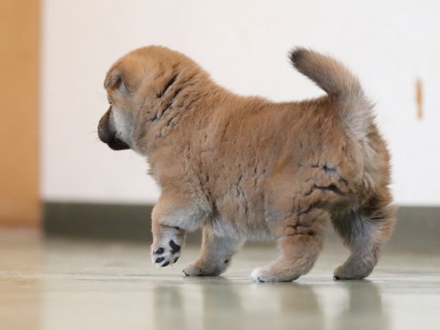 AI5I5983-puppy AI5I5983-puppy