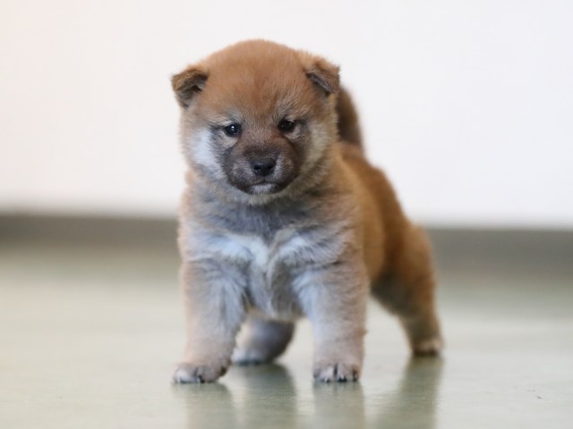 AI5I6011-puppy AI5I6011-puppy
