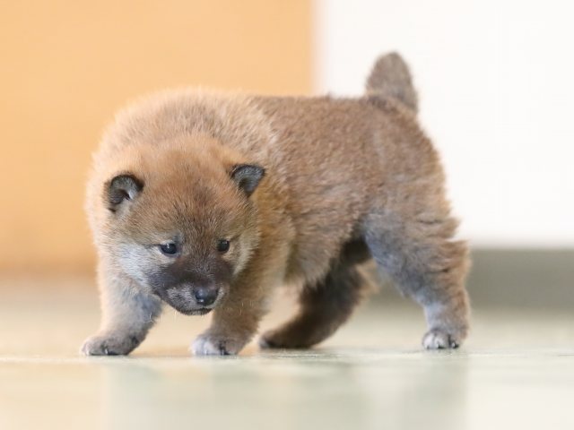 AI5I6039-puppy AI5I6039-puppy