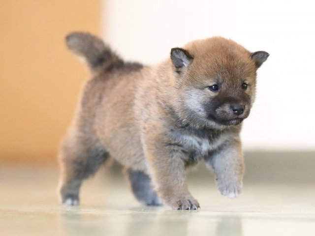 AI5I6044-puppy AI5I6044-puppy