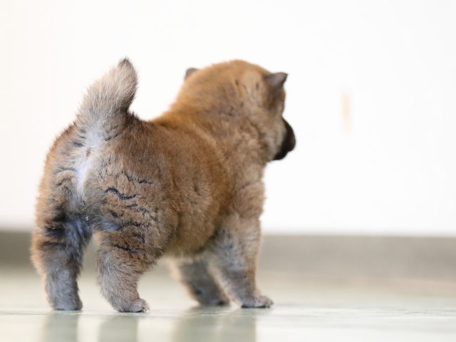 AI5I6077-puppy AI5I6077-puppy