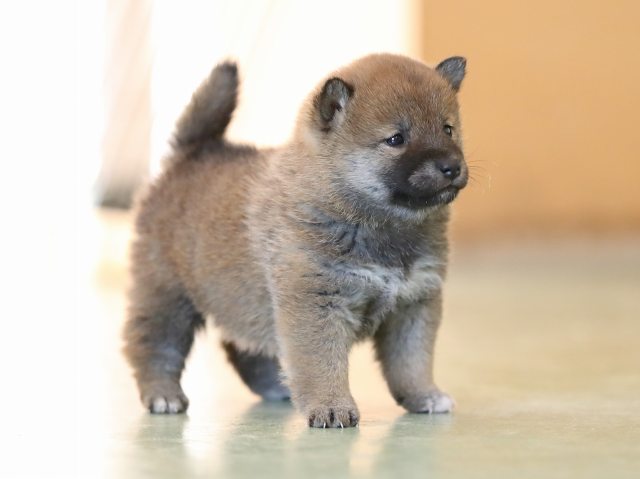 AI5I6098-puppy AI5I6098-puppy