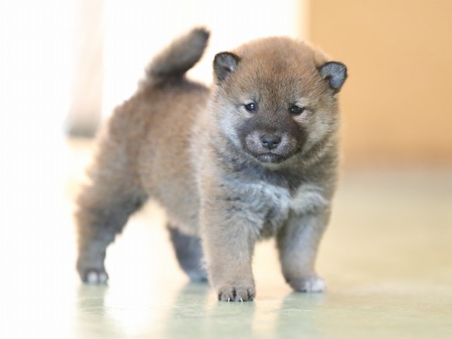 AI5I6118-puppy AI5I6118-puppy