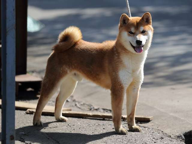 AI5I6172-puppy AI5I6172-puppy