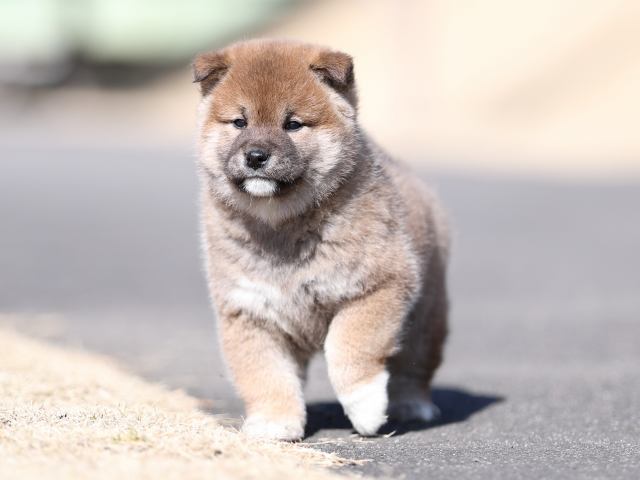 AI5I6320-puppy AI5I6320-puppy