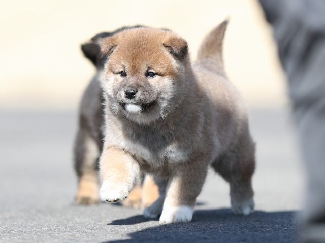 AI5I6357-puppy AI5I6357-puppy