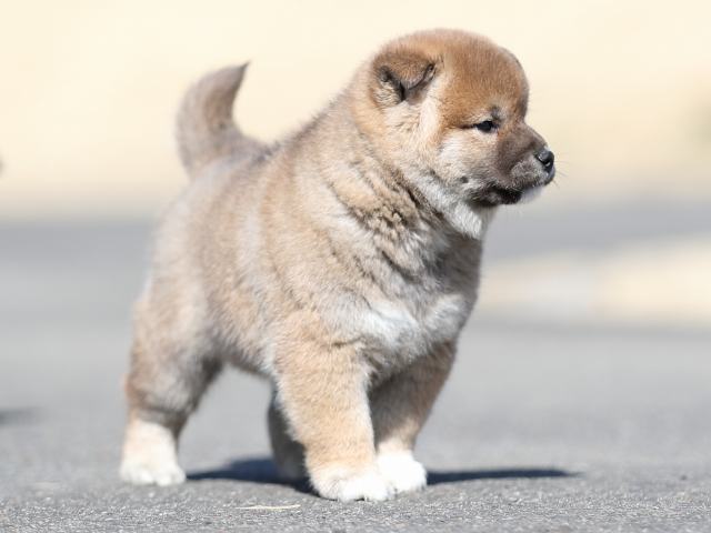 AI5I6378-puppy AI5I6378-puppy