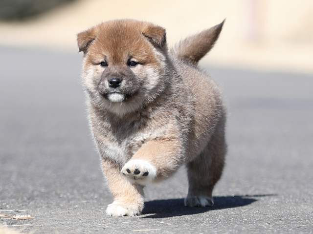 AI5I6430-puppy AI5I6430-puppy