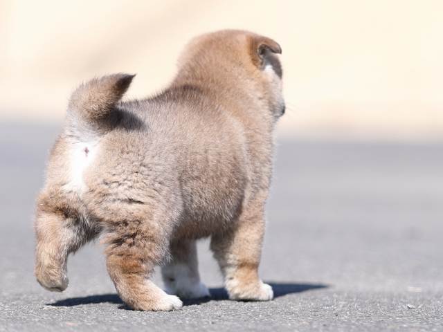AI5I6460-puppy AI5I6460-puppy