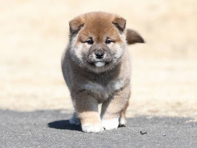 AI5I6493-puppy AI5I6493-puppy
