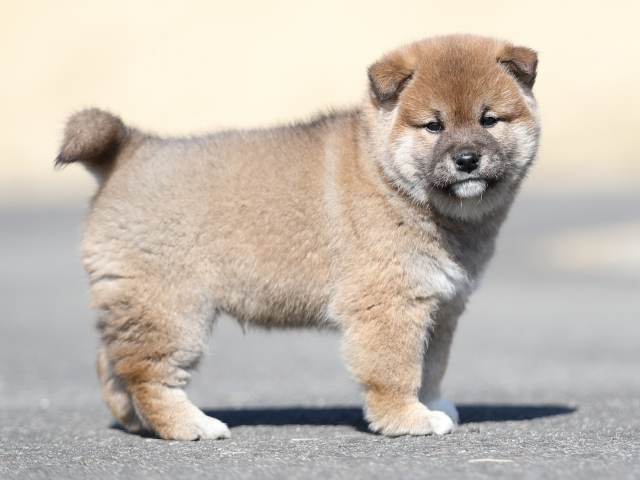 AI5I6518-puppy AI5I6518-puppy