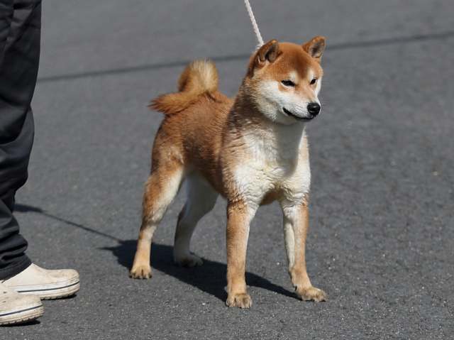 AI5I6911-puppy AI5I6911-puppy