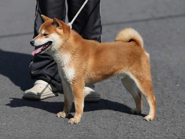AI5I6947-puppy AI5I6947-puppy