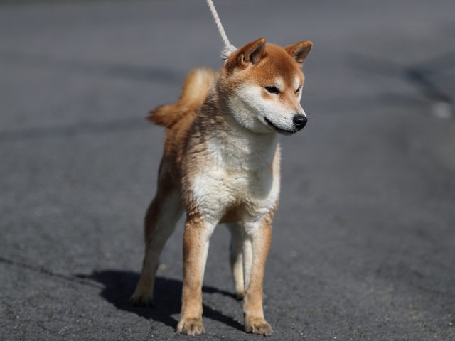 AI5I6950-puppy AI5I6950-puppy