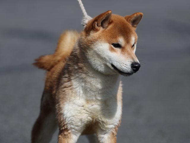 AI5I6953-puppy AI5I6953-puppy
