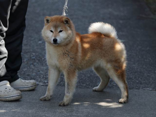 AI5I6986-puppy AI5I6986-puppy