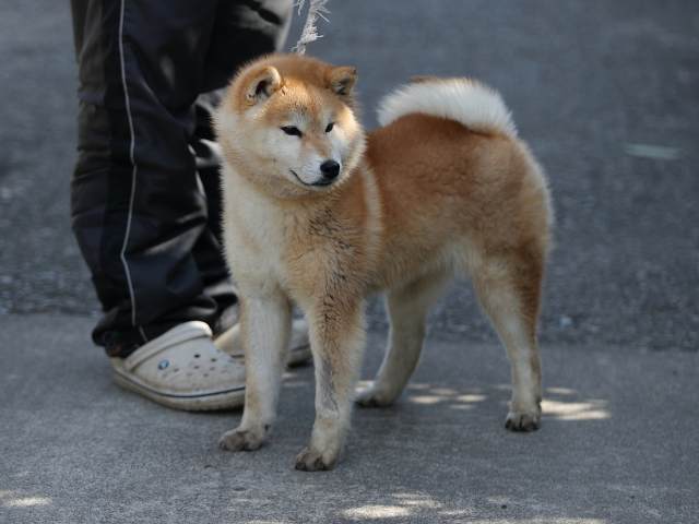 AI5I7004-puppy AI5I7004-puppy